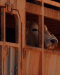 Indonesia bound cow on live export ship