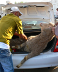 Manhandling trussed Australian sheep into trunk in Kuwait (Photo: Animals Australia)