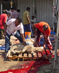 Fully conscious trussed Australian sheep awaits throat cut (Photo: Animals Australia)