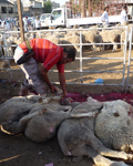 Sheep have their throats cut while fully conscious and then are skinned on the spot in Kuwait slaughter yard (Photo: Animals Australia)
