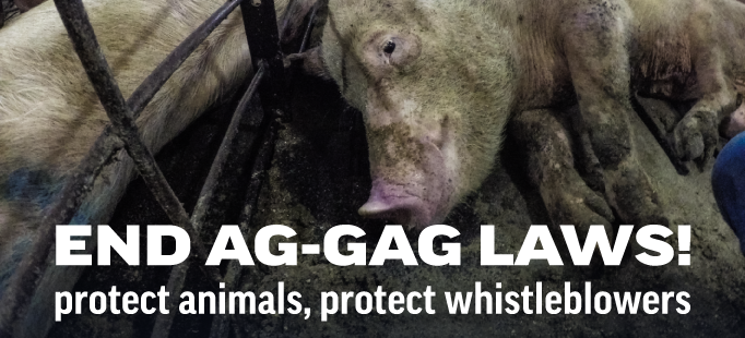 Ag gag Banner latest