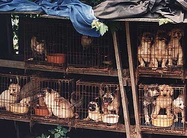 APRL-OC puppymill image