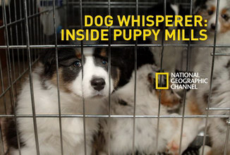 natgeo puppymills