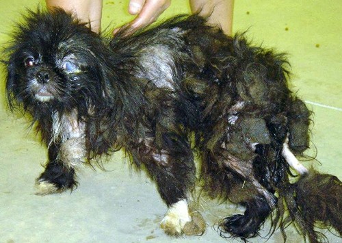 Last Chance for Animals - Puppy Mill Facts