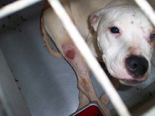 Puppy Mill Dog