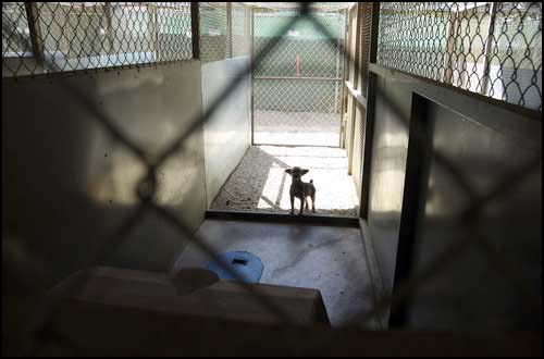 Undercover photograph of a Yorkshire Terrier at World Kennel, April 2009