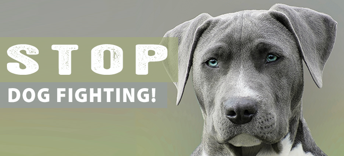 Last Chance for Animals - Dog Fighting