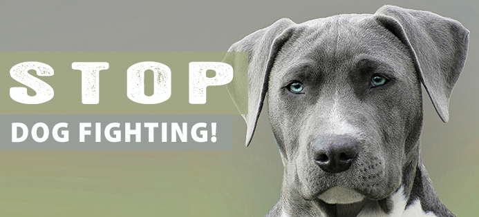 how can we help stop dog fighting