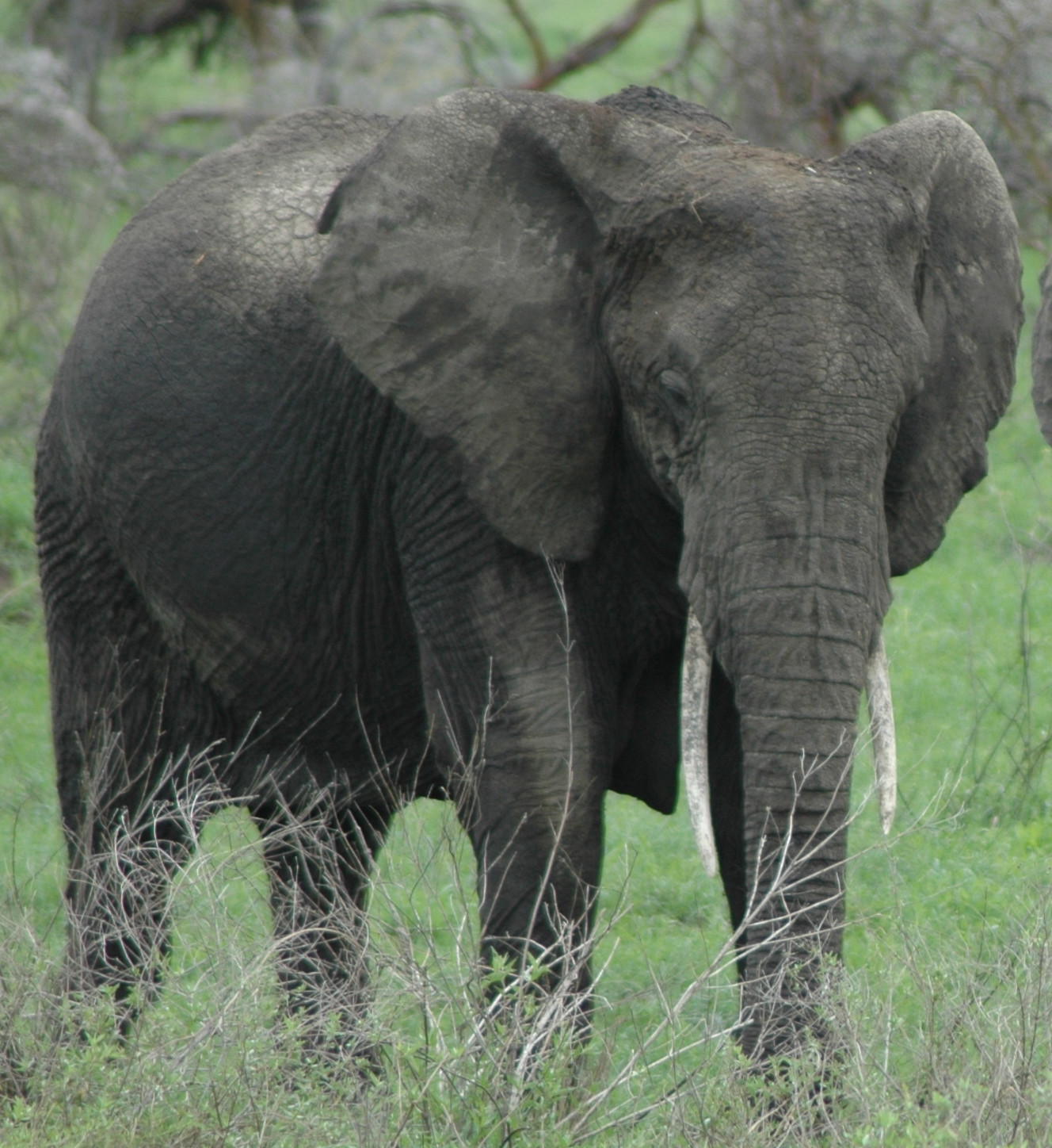 elephants expert quotes