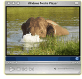 elephants paws webcam