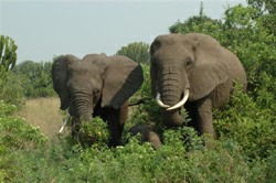 elephants sanctuaries