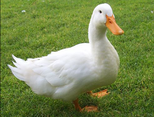 Beautiful healthy duck
