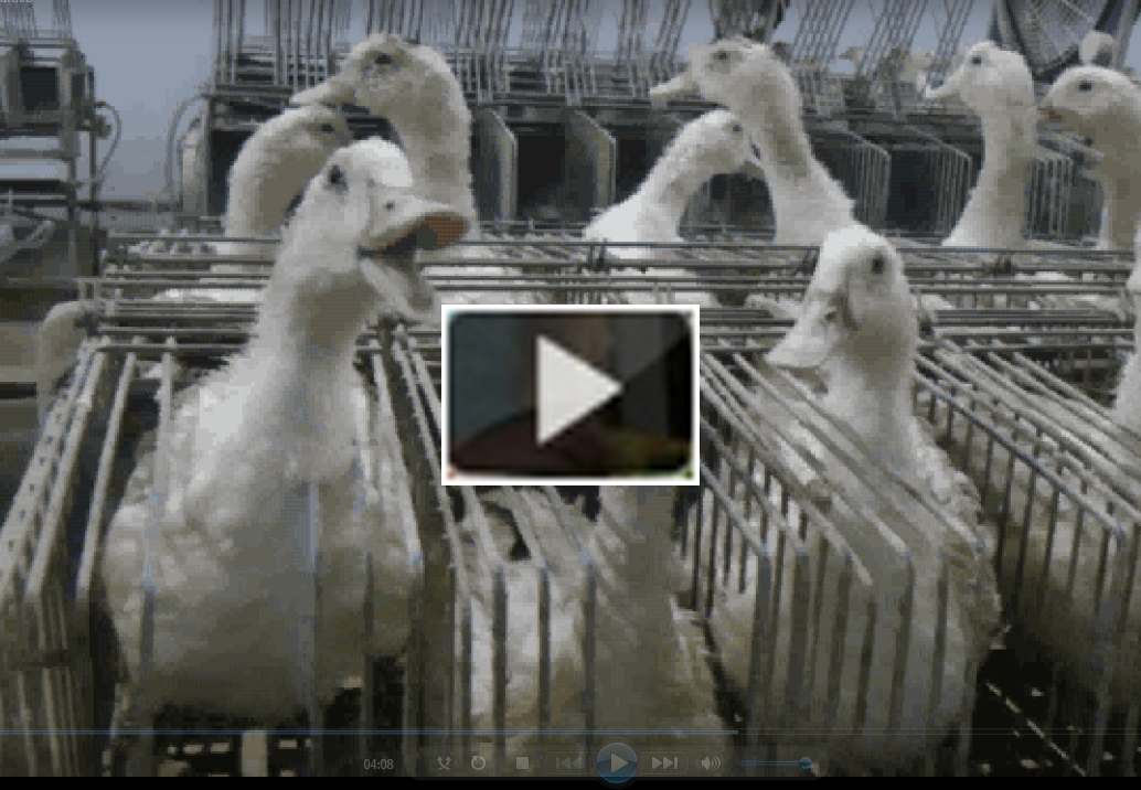 foie gras production video