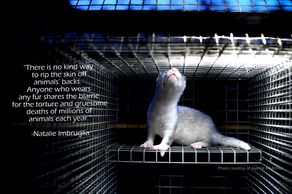 Last Chance For Animals Fur Trade Facts