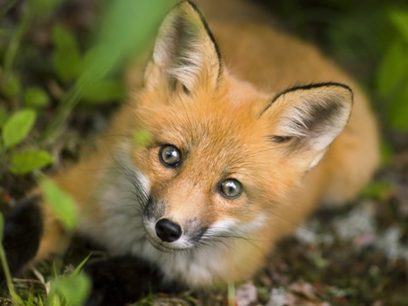 cute fox face
