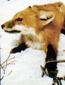 fox trap