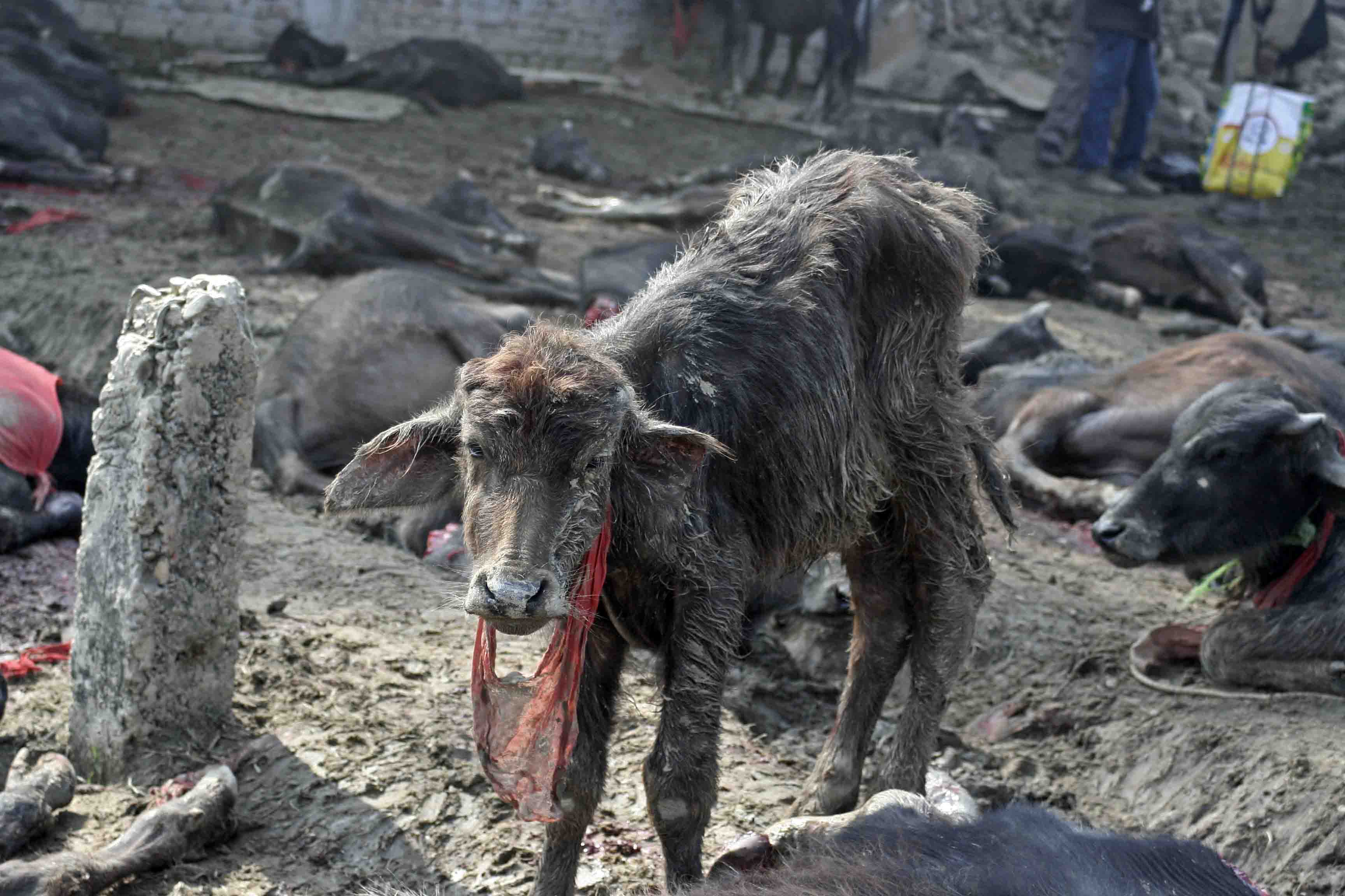 Gadhimai Festival comes to an end