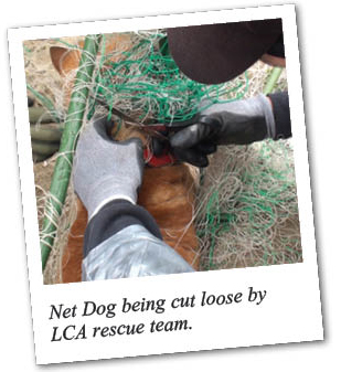 Net Dog being cut loose by LCA rescue team.