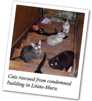 Cats rescued from condemned building in Litate-Mura.