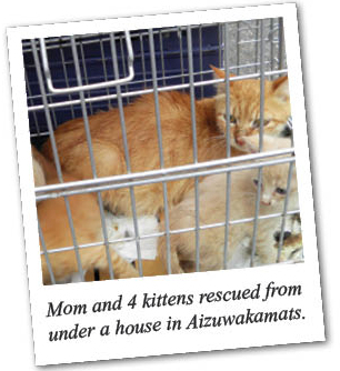Mom and 4 kittens rescued from under a house in Aizuwakamats.