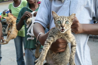 haiti cat 001 credit-WSPA-IFAW