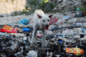 haiti dog 001 credit-WSPA-IFAW