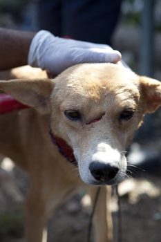 haiti dog 002 credit-WSPA-IFAW