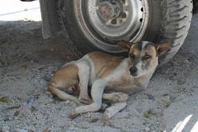 haiti dog 004 credit-WSPA-IFAW