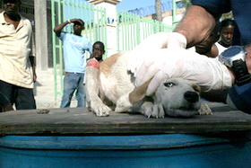 haiti dog 005 credit-WSPA-IFAW