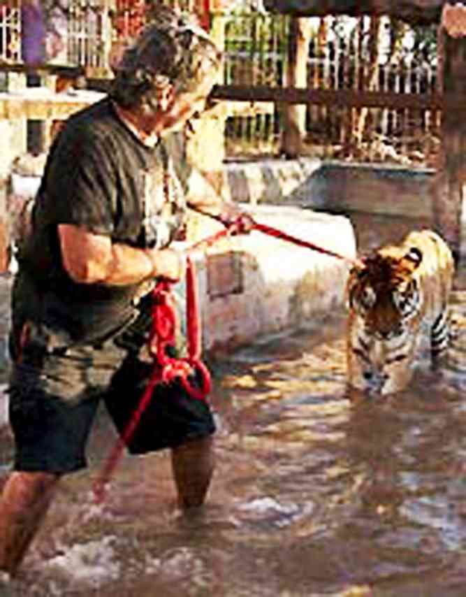 Pepe dragging a tiger