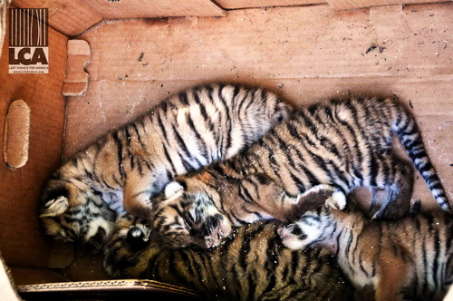 Tiger cubs in a cardboard box