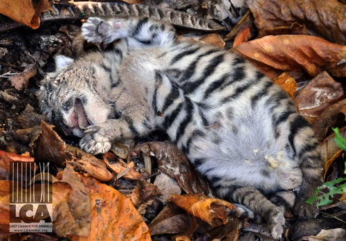 Dead tiger cub