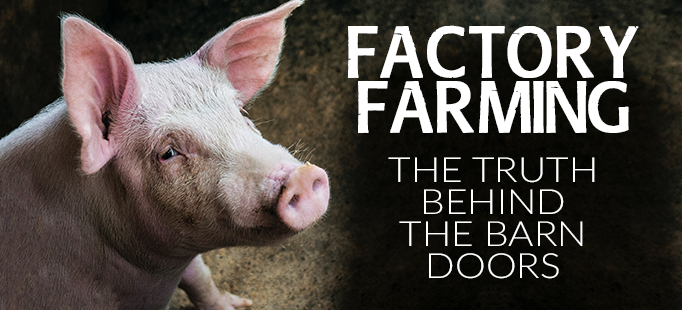Last Chance for Animals - Factory Farming