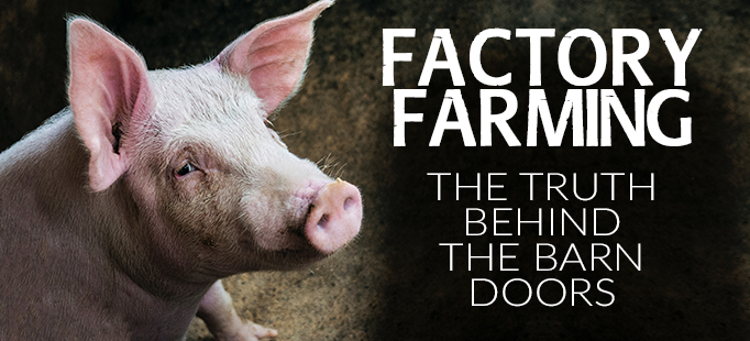 FACTORY FARMING