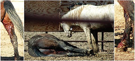 Horses injured during the BLM roundups