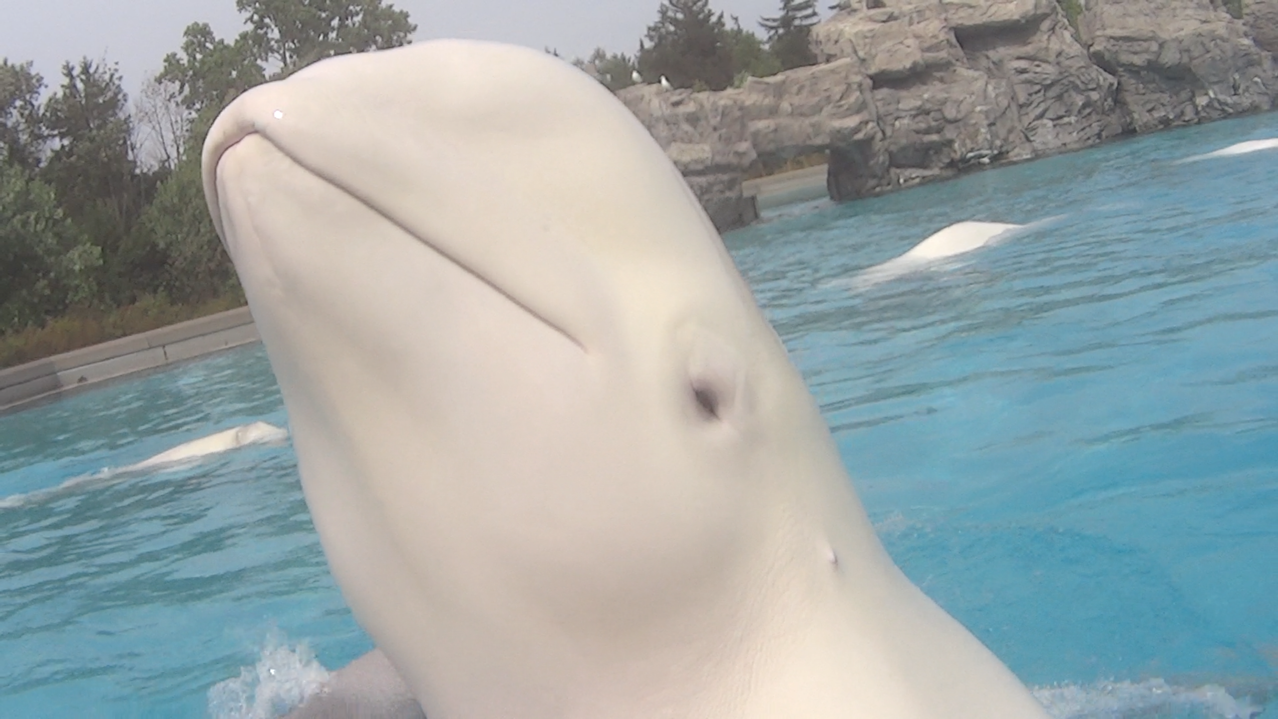 Gia, a beluga whale at Marineland has died