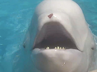 Beluga with injury on nose thumb