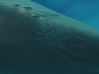 Rake marks on juvenile beluga thumb