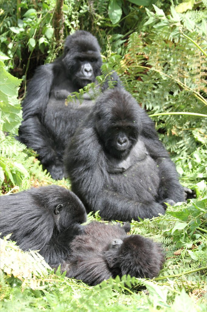 Mountain gorilla family