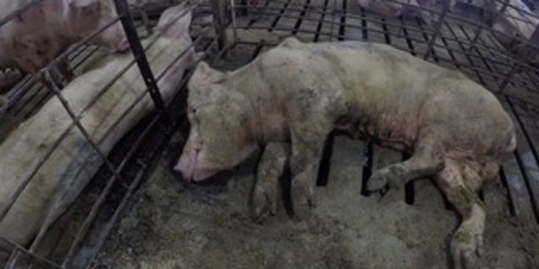 Christensen dying pig in pen