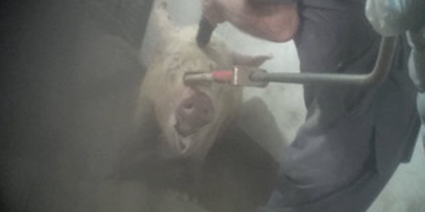 Christensen pig being killed