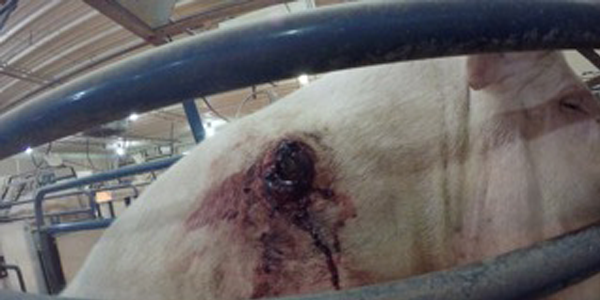Christensen wounded pig
