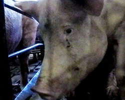 Christensen Wounded Pig in Gestation Crate 2 Thumb