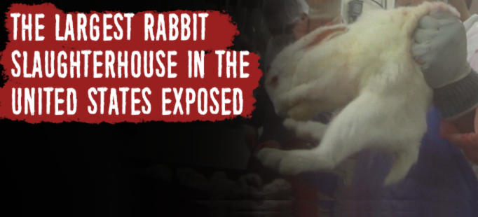 rabbit investigation