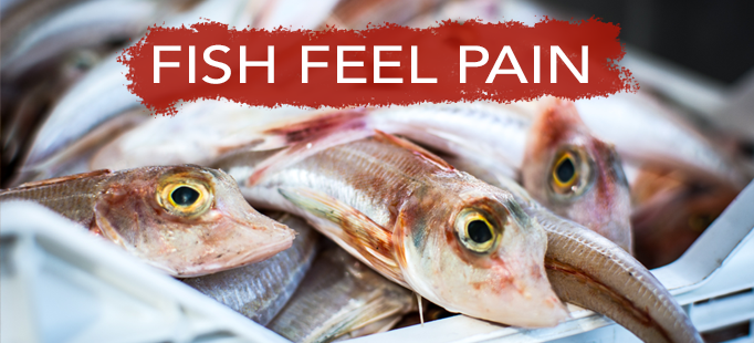 Do Fish Feel Pain?