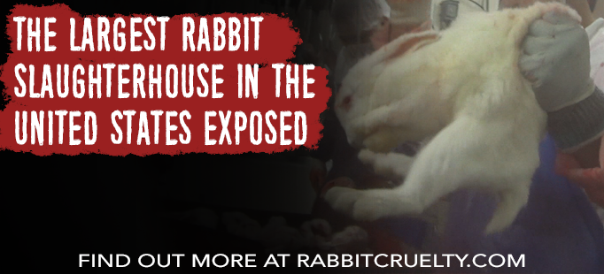 rabbit investigation