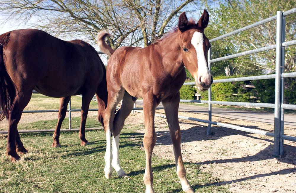 baby horse