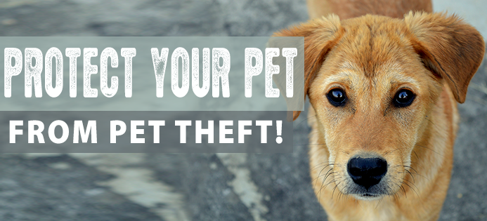 Last Chance for Animals - Pet Theft