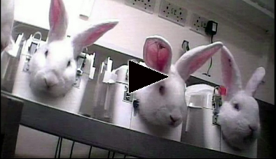 animal testing psa