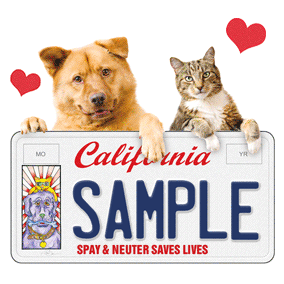 CA license plate